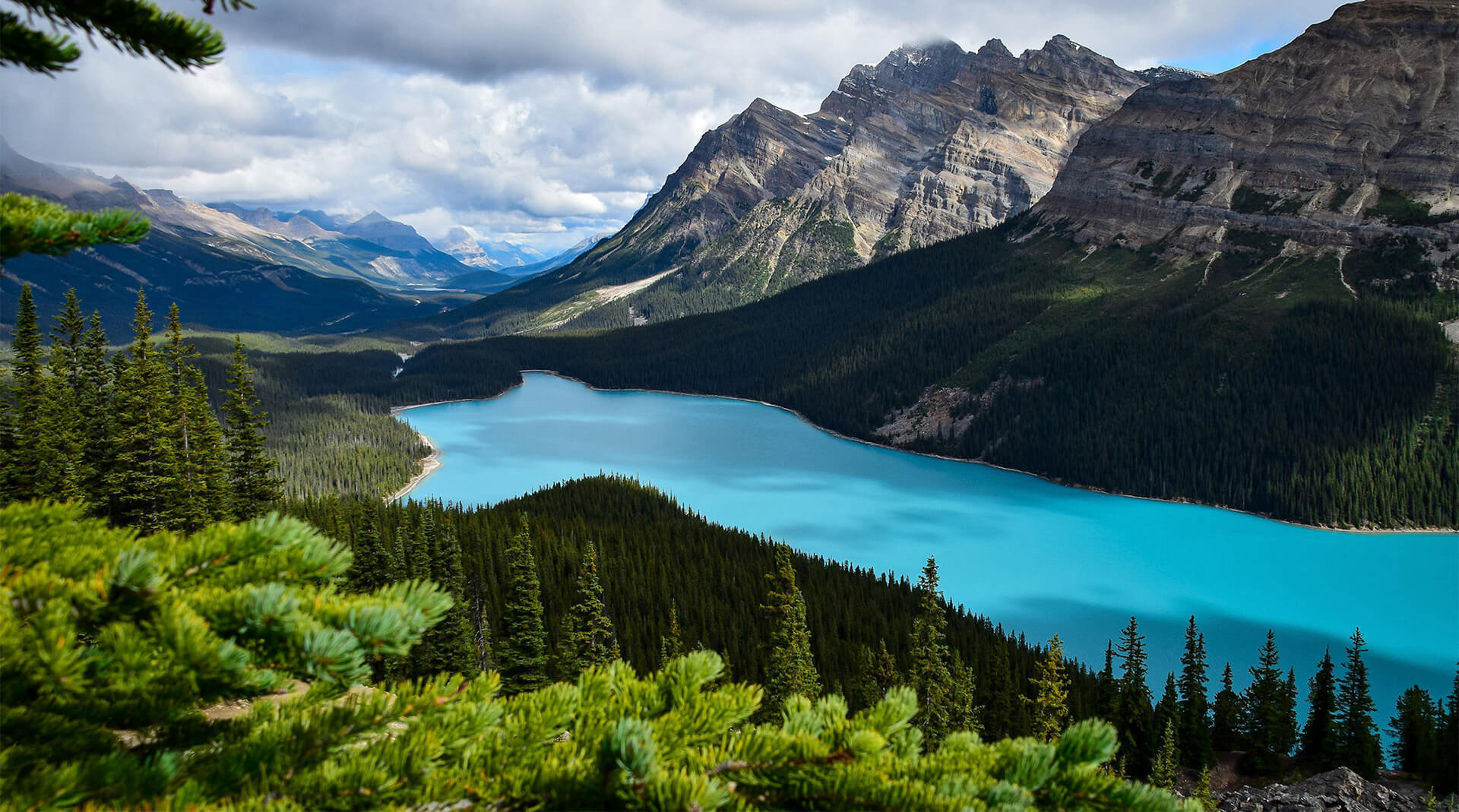 The Versatile World of Bamboo: Exploring Its Diverse Usages